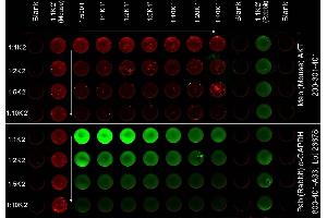 ELISA image for Donkey anti-Mouse IgG antibody (DyLight 680) - Preadsorbed (ABIN6699034)