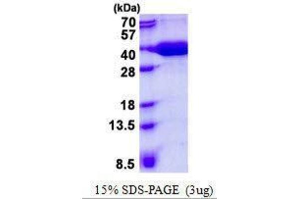 MPST Protein