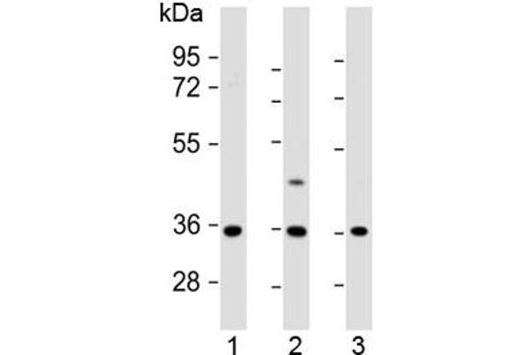 Olfactory Receptor, Family 2, Subfamily AE, Member 1 (OR2AE1) (AA 278-312) antibody