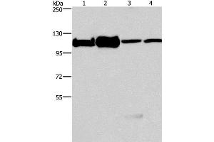 Western Blot analysis of 293T, K562, NIH/3T3 and hela cell using MCM6 Polyclonal Antibody at dilution of 1:500 (MCM6 antibody)