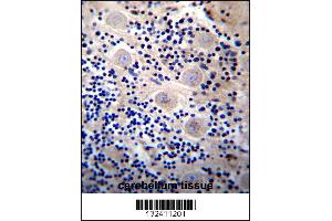 REPS2 Antibody immunohistochemistry analysis in formalin fixed and paraffin embedded human cerebellum tissue followed by peroxidase conjugation of the secondary antibody and DAB staining. (REPS2 antibody  (N-Term))