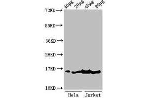 Western Blot Positive WB detected in: Hela cell acid extracts, Jurkat cell acid extracts All lanes: HIST1H3A antibody at 1 μg/mL Secondary Goat polyclonal to rabbit IgG at 1/50000 dilution Predicted band size: 16 kDa Observed band size: 16 kDa (HIST1H3A antibody  (3meLys36))