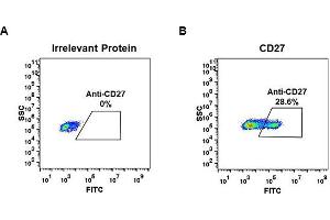 Expi 293 cell line transfected with irrelevant protein  (A) and human CD27  (B) were surface stained with Rabbit anti-CD27 monoclonal antibody 1 μg/mL (clone: DM57) followed by Alexa 488-conjugated anti-rabbit IgG secondary antibody. (Recombinant CD27 antibody  (AA 20-191))