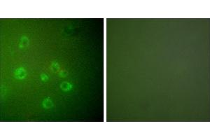 Peptide - +Immunofluorescence analysis of COS7 cells, using GRP78 antibody (#C0217). (GRP78 antibody)
