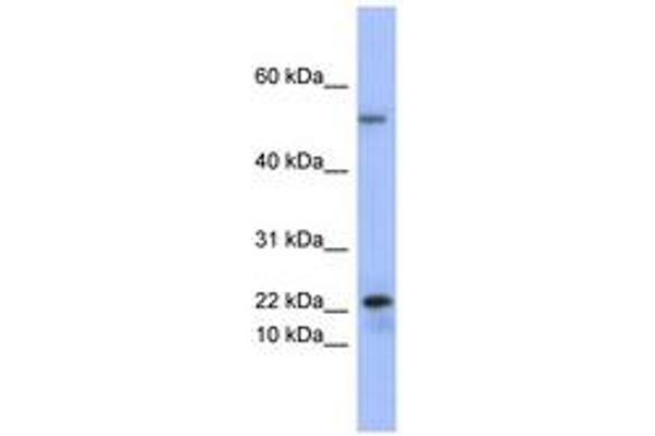 PLA2G5 antibody  (C-Term)