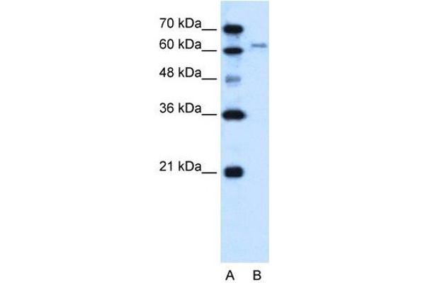 SLC15A4 antibody  (N-Term)