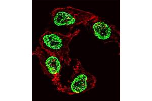 Fluorescent confocal image of HepG2 cell stained with ARGFX Antibody . (ARGFX antibody  (AA 103-132))