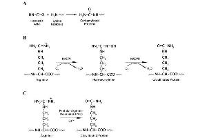 Image no. 4 for Homocitrulline/Citrulline Assay Kit (ABIN5067570)