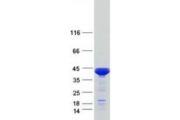 ARG2 Protein (Myc-DYKDDDDK Tag)