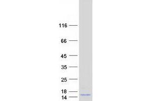 Validation with Western Blot (OXLD1 Protein (Myc-DYKDDDDK Tag))