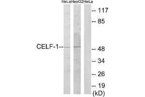 Western blot analysis of extracts from HeLa cells and HepG2 cells, using CELF-1 antibody. (CELF1 antibody  (Internal Region))