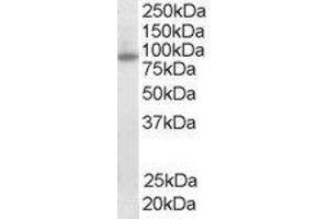 ABIN2562662 staining (0. (FOXO3 antibody  (C-Term))