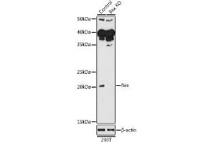 Western Blotting (WB) image for anti-BCL2-Associated X Protein (BAX) (AA 1-100) antibody (ABIN3020683)