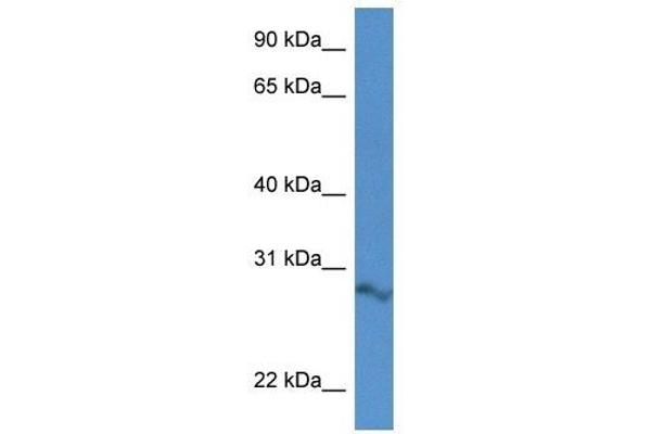 ARPIN antibody  (N-Term)