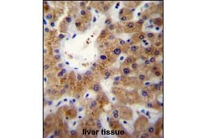 ERLIN1 Antibody (Center) (ABIN657002 and ABIN2846181) immunohistochemistry analysis in formalin fixed and paraffin embedded human liver tissue followed by peroxidase conjugation of the secondary antibody and DAB staining. (ERLIN1 antibody  (AA 244-273))