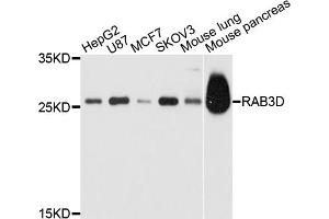 Western blot analysis of extracts of various cell lines, using RAB3D antibody (ABIN4904931) at 1:1000 dilution. (RAB3D antibody)