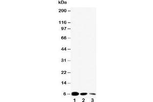 Western blot testing of EGF antibody and Lane 1:  recombinant mouse protein 10ng;  2: 5ng;  3: 2. (EGF antibody  (C-Term))