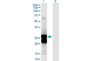 Western Blot analysis of APOBEC2 expression in transfected 293T cell line by APOBEC2 monoclonal antibody (M01), clone 4D7. (APOBEC2 antibody  (AA 1-224))