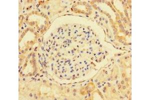 Immunohistochemistry of paraffin-embedded human kidney tissue using ABIN7163790 at dilution of 1:100 (BMI1 antibody  (AA 1-247))