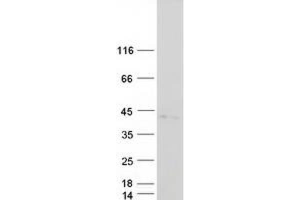 EGFL8 Protein (Myc-DYKDDDDK Tag)