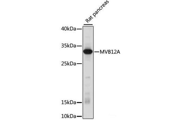 FAM125A antibody