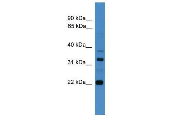 AMZ2 antibody  (C-Term)