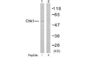 Western blot analysis of extracts from HeLa cells using Chk1 (Ab-280) antibody (E021113). (CHEK1 antibody)