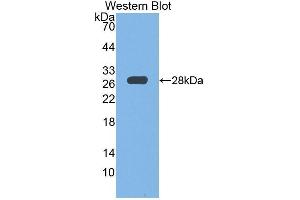 Western Blotting (WB) image for anti-Lysyl Oxidase-Like 1 (LOXL1) (AA 369-574) antibody (ABIN1176460) (LOXL1 antibody  (AA 369-574))