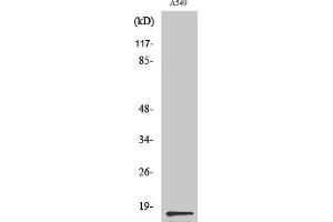 Western Blot analysis of various cells using PGE synthase Polyclonal Antibody diluted at 1:500. (PGE Synthase antibody  (Internal Region))