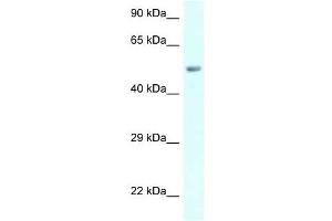 Western Blot showing AMY2B antibody used at a concentration of 1 ug/ml against 721_B Cell Lysate (AMY2B antibody  (C-Term))