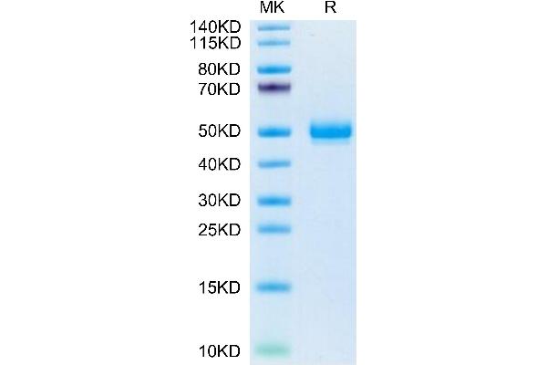 EPH Receptor A5 Protein (EPHA5) (AA 27-412) (His tag)