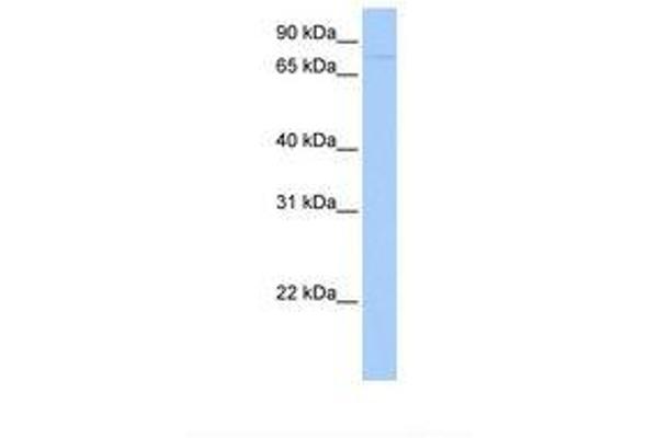 SAMD4A antibody  (AA 332-381)