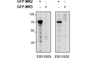 HEK293 overexpressing Mouse MK2 fused to GFP or overexpressing MK5 fused to GFP and probed with ABIN1590006 (0. (MAPKAP Kinase 2 antibody  (Internal Region))