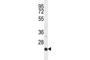 ICAM2 antibody western blot analysis in HepG2 lysate. (ICAM2 antibody  (AA 191-218))