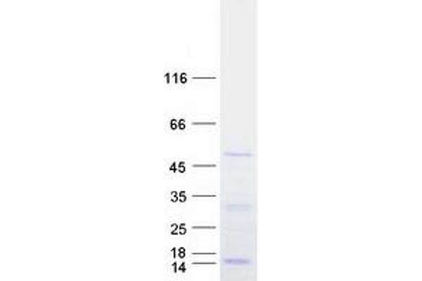 DDX39 Protein (Myc-DYKDDDDK Tag)