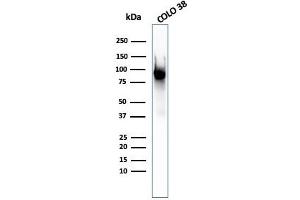 Western Blot Analysis of COLO-38 cell lysate using gp100 Mouse Monoclonal Antibody (PMEL/2037). (Melanoma gp100 antibody  (AA 376-502))