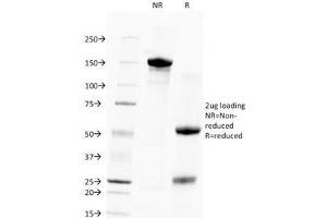 SDS-PAGE Analysis of Purified, BSA-Free, Unlabeled Human Nuclear Antigen Antibody (clone 235-1). (Nuclear Marker antibody  (PE))