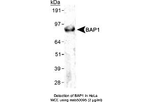 Image no. 1 for anti-BRCA1 Associated Protein-1 (Ubiquitin Carboxy-terminal Hydrolase) (BAP1) (C-Term), (full length) antibody (ABIN363249) (BAP1 antibody  (C-Term, full length))