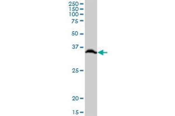 RPLP0 antibody  (AA 1-317)