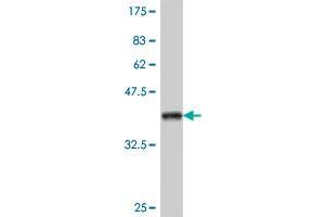 Western Blot detection against Immunogen (36. (NFE2L1 antibody  (AA 677-771))