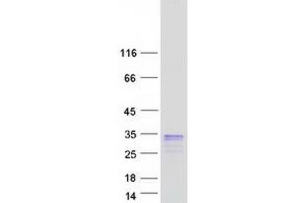 Ly6k Protein (Myc-DYKDDDDK Tag)