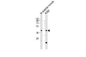 All lanes : Anti-ACTL6A Antibody (N-term) at 1:2000 dilution Lane 1: mouse skeletal muscle lysates Lane 2: K562 whole cell lysates Lysates/proteins at 20 μg per lane. (BAF53A antibody  (N-Term))