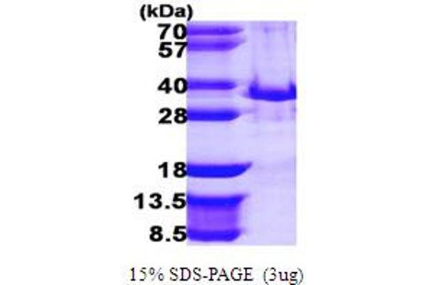 TOLLIP Protein (AA 1-274) (His tag)