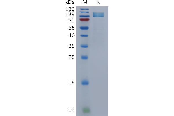 NPR1 Protein (AA 33-473) (Fc Tag)