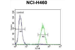 Flow Cytometry (FACS) image for anti-UDP-Gal:betaGlcNAc beta 1,3-Galactosyltransferase, Polypeptide 5 (B3GALT5) antibody (ABIN2996041) (B3GALT5 antibody)