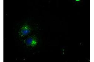 Anti-CD4 mouse monoclonal antibody (ABIN2452331) immunofluorescent staining of COS7 cells transiently transfected by pCMV6-ENTRY CD4 (RC206453). (CD4 antibody)