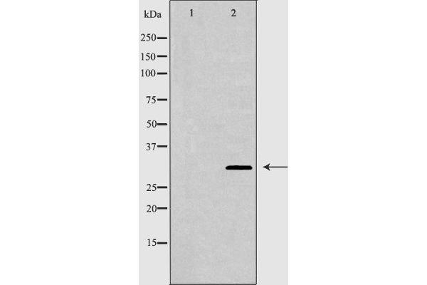 Connexin 31 antibody  (C-Term)