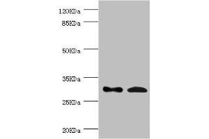 Western blot All lanes: ZWINT antibody at 8. (ZWINT antibody  (AA 1-277))