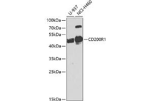 Western blot analysis of extracts of various cell lines, using CD200R1 antibody (ABIN6127574, ABIN6138139, ABIN6138140 and ABIN6224293) at 1:1000 dilution. (CD200R1 antibody  (AA 249-348))
