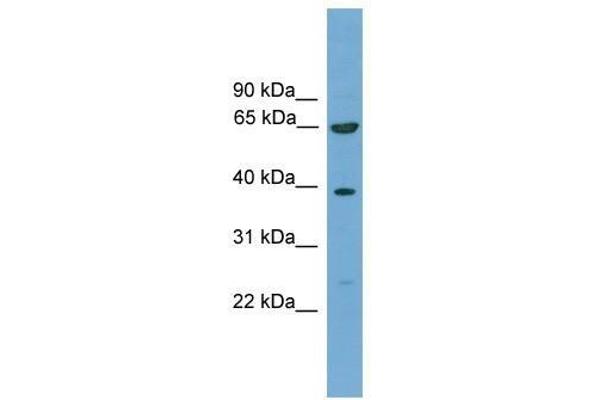 KLHL20 antibody  (C-Term)